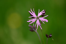 Makroaufnahme einer Kuckucks-Lichtnelke (Silene flos-cuculi), mit charakteristischen violetten und tief eingeschnittenen Blütenblättern.