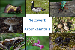 Eine Bildkollage zeigt verschiedene Arten von Flora und Fauna rund um den Schriftzug Netzwerk Artenkenntnis in der Mitte.