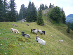 Mehrere unterschiedlich grau, braun bis schwarz gefärbte Schafe der Rasse Alpines Steinschaf stehen und lagern auf einer Almweide. Im Hintergrund ist der Almkaser zu sehen. An einigen Stellen geht das Gelände in Bergwald über, an anderen steigt es steil an, Felsen sind erkennbar.