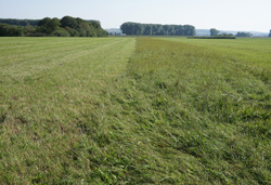 Auf dem Foto ist eine weitläufige, grüne Wiesenlandschaft im Königsauer Moos abgebildet. Die Wiesenfläche wird in der Mitte durch einen Streifen von höher gewachsener Gras- und Krautvegetation geteilt.