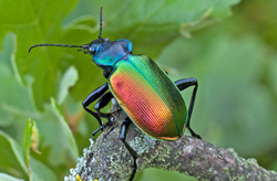 Das Bild zeigt einen großen, bunten Käfer, der in Regenbogenfarben schillert.