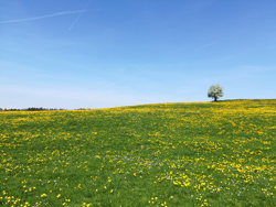 Ein kleiner Hügel mit einer Fettwiese und vielen Löwenzahnblüten. Im Hintergrund rechts ein blühender Obstbaum, links die Wipfel eines Waldrandes. Die obere Hälfte des Bildes nimmt der wolkenlose Himmel ein.