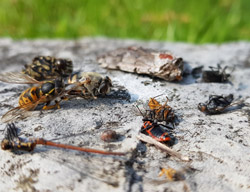 Viele verschiedene tote Insekten liegen auf einem Stein.