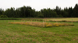 Das Foto zeigt einen mit Pfosten abgesteckten, ungemähten Bereich auf einer gemähten Grünlandfläche, in dem sehr viele gelb blühende Pflanzen zu erkennen sind.