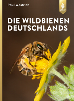 Großaufnahme einer Wildbiene, die auf einer gelben Blüte sitzt.