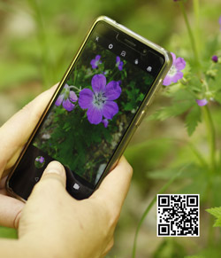 Das Bild zeigt ein Smartphone beim Fotografieren einer Blume sowie einen QR-Code.
