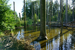  Das Bild zeigt einen angestauten Bach mit überfluteten und teils umgestürzten Bäumen.