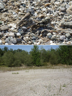  Das Bild setzt sich aus zwei Fotos zusammen: Nahaufnahme von zwei Schreckenarten auf kiesigem Untergrund (Bild oben). Foto eines sandig-kiesigen Abbaugebietes mit spärlicher Vegetation und aufkommenden Weiden im Hintergrund (Bild unten). 