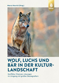 Ein ausgewachsener Wolf steht auf abschüssigem Gelände und blickt in die Ferne.