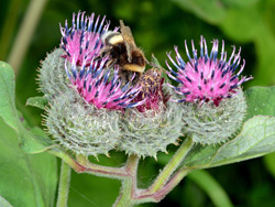 Nahaufnahme einer Hummel, die auf einer Filzklette sitzt.