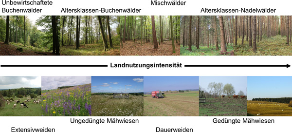 Zwei Bildreihen mit zunehmender Nutzungsintensität im Wald und im Grünland.