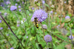 Großaufnahme einer Schwebfliege, die auf einer lila Blüte sitzt.