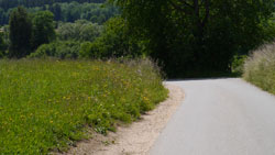 Zu sehen ist eine geteerte Straße mit blumenreichen Randstreifen; im Hintergrund Gehölze.