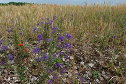 Der blau-lila-farbene Ackerrittersporn im Vordergrund des Bildes steht am Rand eines Kalkscherben-Getreideackers.