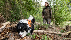 Im Vordergrund ein Hund mit Geschirr, der in vermodertem Totholz sucht, im Hintergrund die Hundeführerin vor Büschen und Bäumen.