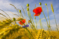 Getreidefeld mit Blüten von Wildpflanzen.