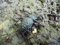 Das Bild zeigt den Grubenlaufkäfer auf einem feuchten Boden laufend, die Grubenform wiederholt sich im Boden, wodurch der Käfer sehr gut getarnt erscheint.