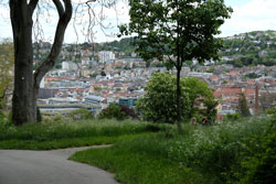Das Foto zeigt einen Park in Stuttgart mit Bäumen und Blühwiesen und einen dezenten, kurzgemähten Rasenstreifen am Rand der hochgewachsenen Wiese.