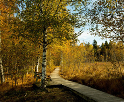 Bank mit einem Holzsteg, der durch eine herbstliche Landschaft mit Gehölzen und Bäumen führt.