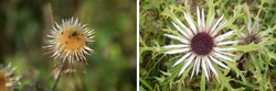 Nahaufnahmen einer Golddistel (links) und einer Silberdistel (rechts).