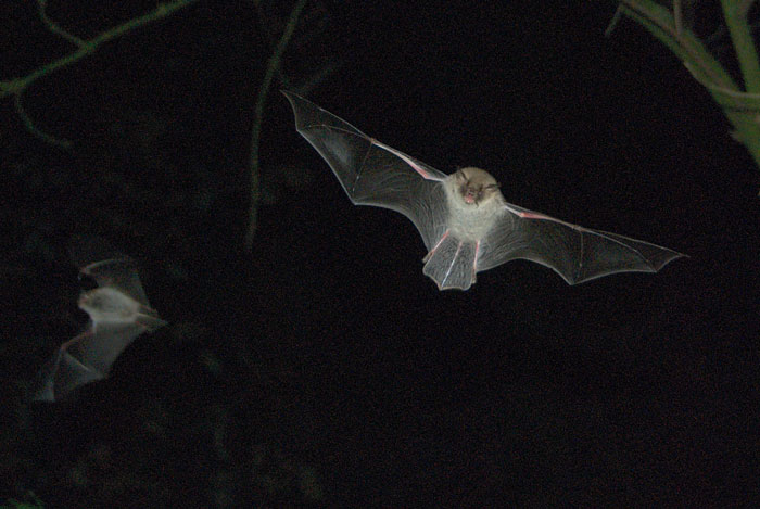 Nahaufnahme einer auf den Fotografen zufliegenden Fledermaus bei Nacht. Im Hintergrund eine weitere Fledermaus.