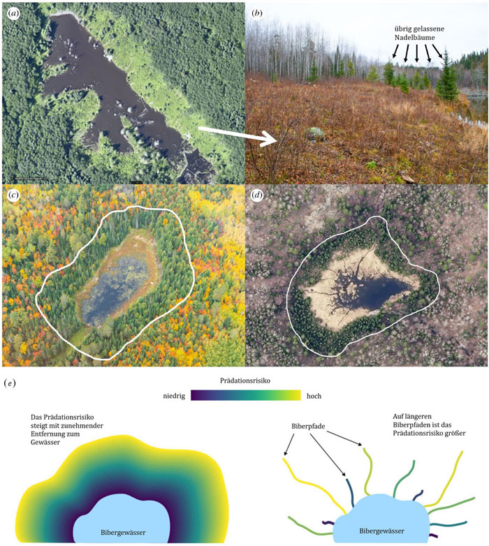 Die obere Abbildung zeigt vier Aufnahmen von Bibergewässern. Die erste Aufnahme ist ein Luftbild eines kleinen Sees, dessen Ufer in einem Umkreis von mehreren Metern fast frei von Gehölzen ist. Aufnahme zwei zeigt das Seeufer aus der Bodenperspektive mit einigen kleineren Nadelbäumen, die vom Biber stehen gelassen wurden. Die anderen beiden Aufnahmen sind jeweils Luftbilder von zwei verschiedenen kleinen Bibergewässern, auf denen um das Gewässer herum ein Ring aus Nadelbäumen zu erkennen ist. Auf der unteren Abbildung ist ein Schema zu sehen, das das Prädationsrisiko der Biber in Abhängigkeit von der Entfernung zum sicheren Gewässer veranschaulicht. Abgebildet ist auch ein Gewässer mit unterschiedlich langen Biberpfaden, die mit einem unterschiedlichen Risiko (von niedrig bis hoch) gekennzeichnet sind.  