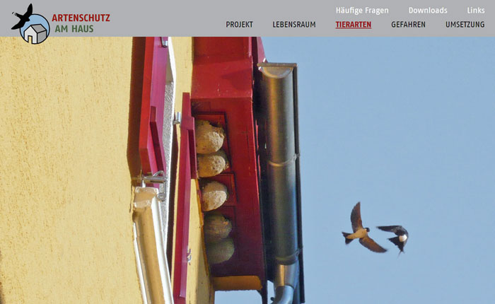 Ausschnitt aus der Website „Artenschutz am Haus“. Als Hintergrundbild der Seite ist ein saniertes Gebäude mit Schwalbennestern und davor zwei fliegenden Mehlschwalben zu sehen.