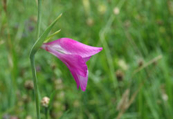 Einzelblüte der Sumpf-Gladiole (Foto: Andreas Zehm).