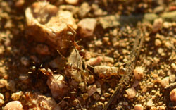 Sandige Bodenoberfläche mit laufenden Argentinischen Ameisen.