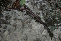 Ein lang ausgestreckter Regenwurm kriecht über einen Kalkstein.