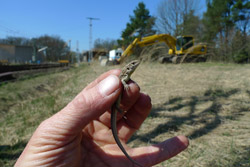 Im Bildvordergrund ist eine Hand, die ein Zauneidechsen-Weibchen hält. Im Hintergrund ist eine Bahnhofs-Gleisanlage zu erkennen, vor der ein Bagger steht.