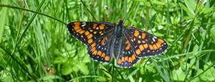 Ein Schmetterling sitzt in einer Blumenwiese.