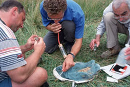 Participants collecting and identifying insects at the ANL’s Research Area Straß
