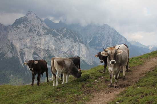 Grauvieh weidet auf einer hügeligen Almweide, im Hintergrund Gebirge.