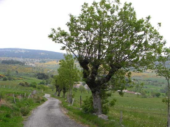 Breitkronige Esche an einem Feldweg, im Hintergrund hügelige Landschaft.