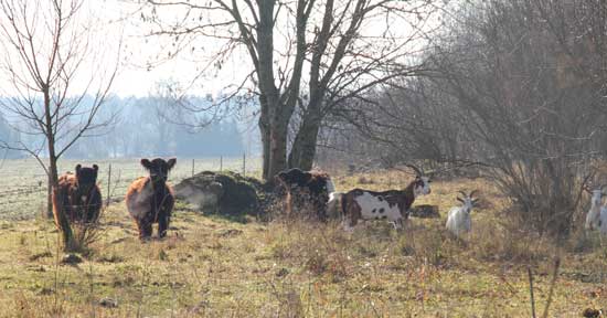 Weidefläche mit Galloway-Rindern und Ziegen, im Vordergrund inselartig Stauden, im Hintergrund verschiedene Gehölze.