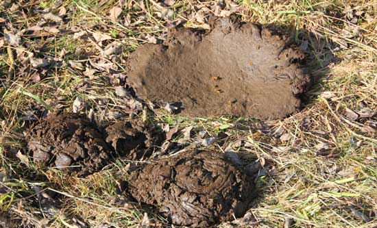 Frischer Kuhfladen mit Fliegen auf laubbedecktem Gras.