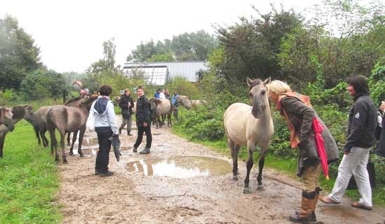 Pferde und Besucher begegnen sich auf einem Wanderweg und stehen sich neugierig und friedlich gegenüber.