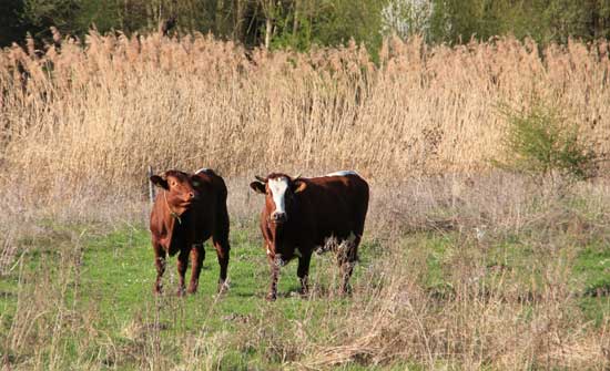 Zwei Rinder auf einer Weidefläche, im Hintergrund ein durch einen Zaun abgetrennter Schilfbestand.