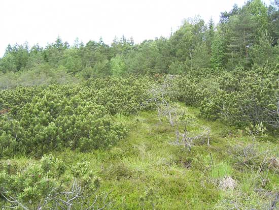 Gehölzreiches Hochmoor mit Krummholz und höherwüchsigen Kiefern und Birken im Randbereich.