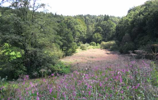 Waldlichtung, flächendeckend mit Indischem Springkraut bewachsen, das in voller Blüte steht.