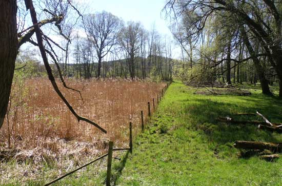 Von Gehölzen umrahmte Fläche, mittig durch einen Zaun geteilt, in der linken Hälfte mit Schilf bewachsen, in der rechten Hälfte Grünland.