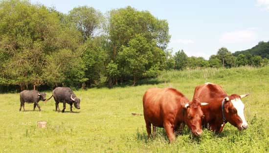 Weidefläche mit Rindern und Wasserbüffeln, links im Bild kurz gefressene Weiderasen und rechts im Bild wenig verbissene Staudenbestände, dominiert von Rossminze, Weidenröschen und Brennnessel.