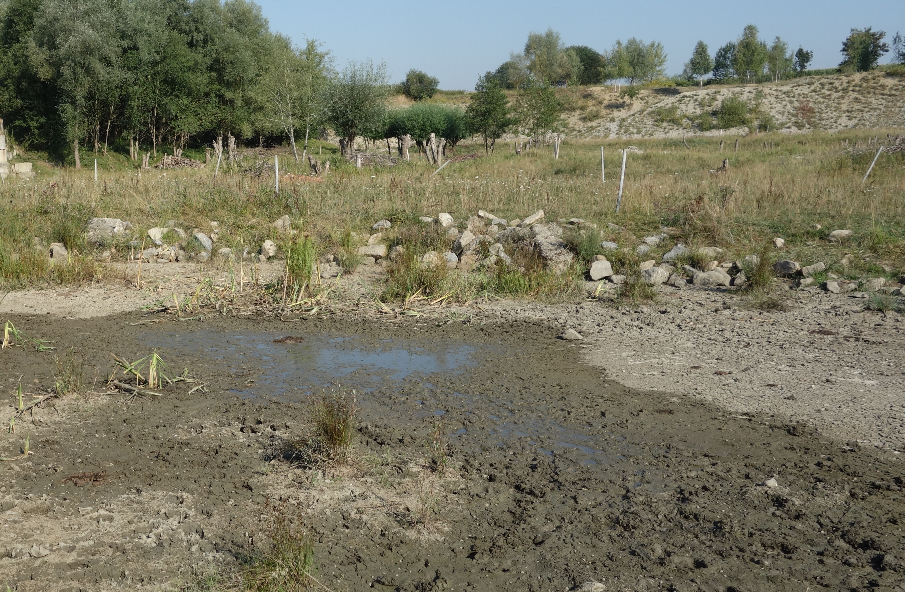 Im Vordergrund ist der schlammige Untergrund eines fast gänzlich trocken gefallenen Gewässers zu sehen, am Ufer sind Steinhaufen aufgeschichtet, dahinter ist der Übergang zu einer grasbewachsenen ehemaligen Kiesgrube einzusehen.