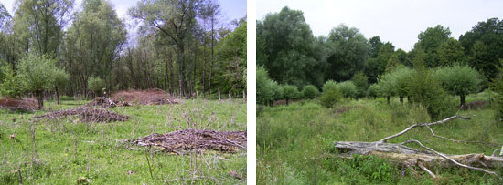 Links sind auf einer grasbewachsenen offenen Grasflur Holzhaufen lose verteilt, im Hintergrund ist Wald zu sehen; rechts wurden abgestorbene Baumstämme einzeln in eine Gras-Hochstaudenflur abgelegt, im Hintergrund sind Kopfweiden und Wald.