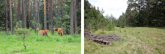 Links steht eine Herde Murnau-Werdenfelser Rinder in einem Kiefernwald mit dichtem Pfeifengrasbewuchs; rechts steht ein Rotvieh auf einer Lichtung im Nadelwald, der Grasaufwuchs ist von einer dichten Filzschicht geprägt.