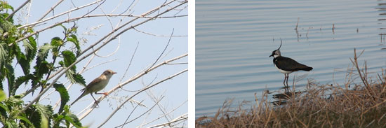 Links ist eine Dorngrasmücke abgebildet, die den abgestorbenen Stängel einer Hochstaude als Sitzwarte benutzt, rechts steht ein Kiebitz im seichten Wasser an einem Ufer mit weichen Übergängen zur umgebenden Vegetation.
