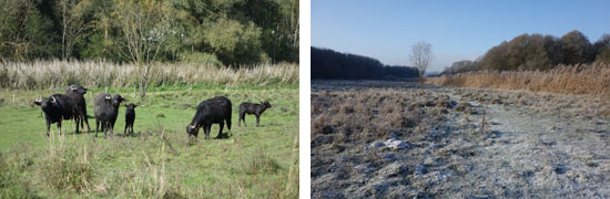 Im linken Bild sind mehrere Wasserbüffel mit Jungtieren inmitten einer sehr strukturreichen Fläche mit Stauden- und Gehölzsaum sowie Weideresten auf der Freifläche; im rechten Bild beim Winteraspekt, reifbedeckt ohne Blätter und ohne Weidetiere, ist die Vielfalt in den Strukturen besonders deutlich zu sehen.