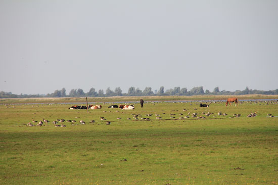 In einer sehr weitläufigen Grasfläche sind Rinder, Pferde, Gänse und andere Wasservögel zu sehen, im Hintergrund ist der Übergang zum Wasser erkennbar.