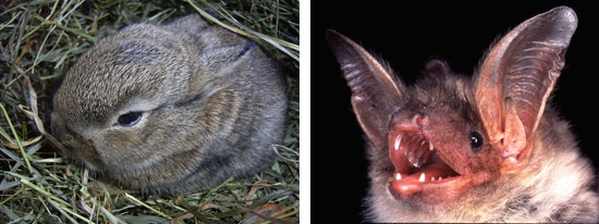 Links ist ein Wildkaninchen auf einem Heunest zu sehen, rechts der Kopf einer Mausohr-Fledermaus mit den charakteristischen großen Ohren.